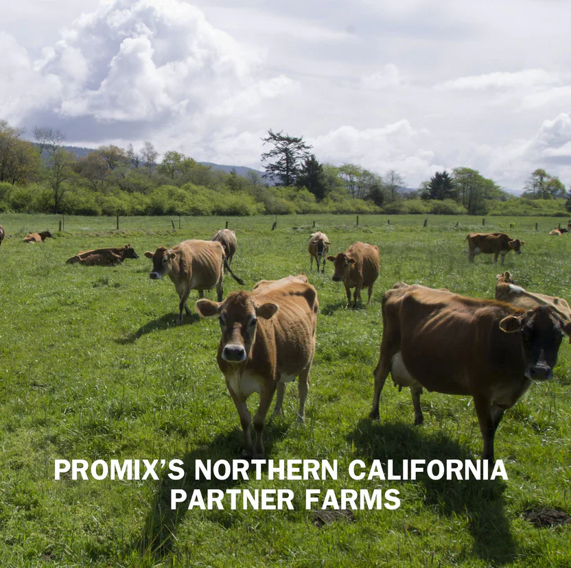 Promix Raw Chocolate Whey Protein Powder - Image 12